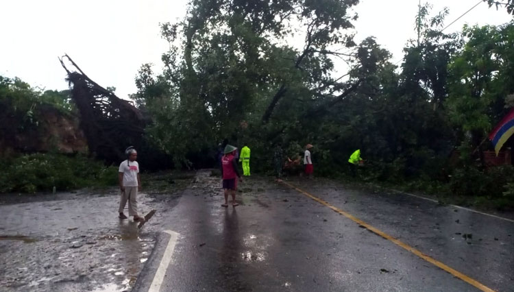 Hujan Deras Disertai Angin Kencang Terjang Ngawi Tumbangkan Pohon Dan