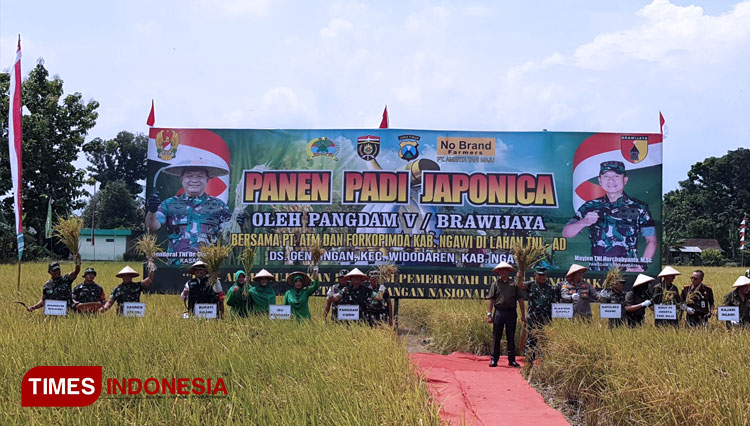 Pangdam V Brawijaya Panen Padi Japonica Di Ngawi Komitmen Dukung