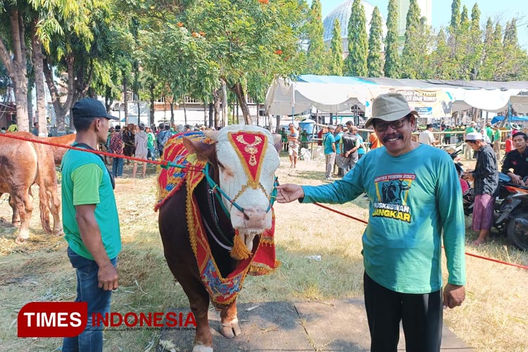 Ditawar Hingga Rp Juta Ini Tips Pelihara Sapi Super Ala Juara