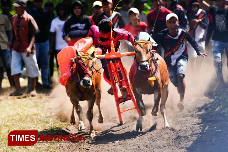 Ratusan Pasang Sapi Meriahkan Karapan Sapi Piala Bupati Probolinggo