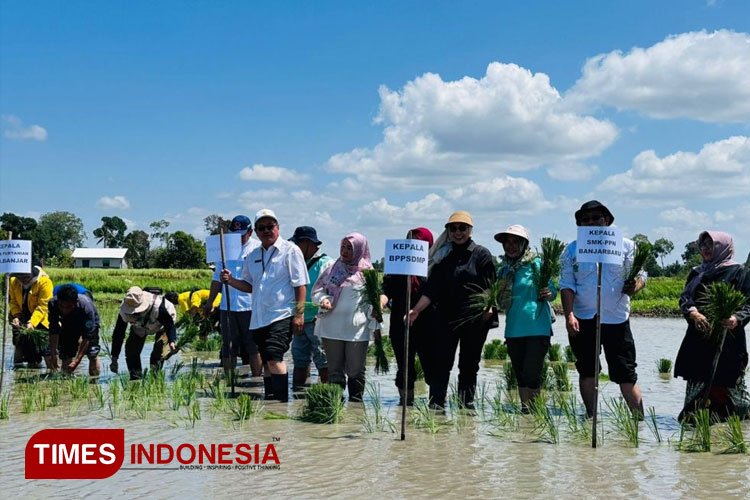 Dukung PAT Di Kalsel Kementan Dan Petani Lakukan Tanam Padi Bersama