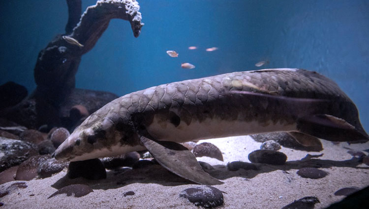 Methuselah-Lungfish-Ikan-Lempung-Tertua-2.jpg