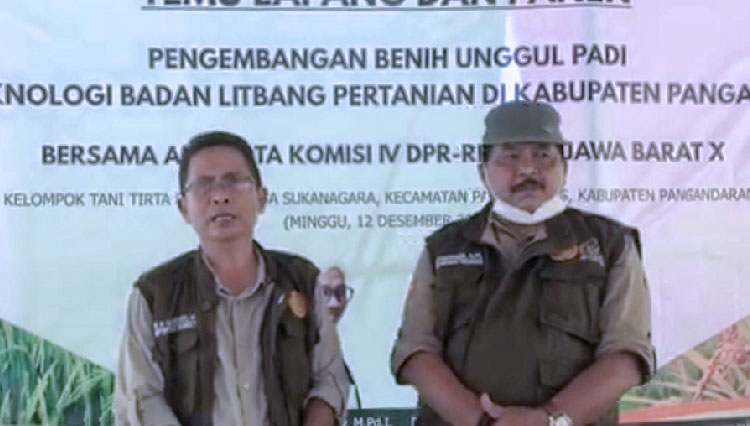 Kepala Dinas Pertanian Kabupaten Pangandaran Sutriaman saat menghadiri panen perdana di MT 3. (Foto: Syamsul Ma'arif/TIMES Indonesia)