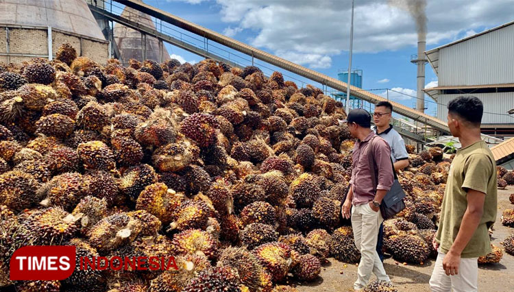 Humas PMKS PT Mon Jambee (kemeja jingga) melihat TBS Sawit bersama awak media (FOTO: T. Khairul Rahmat Hidayat/TIMES Indonesia)