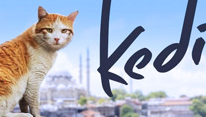 Kedi.jpg