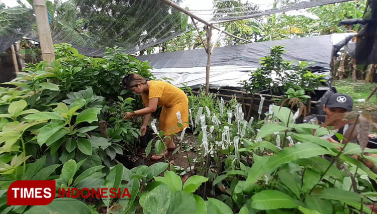 Kebun Bibit Alpukat Aligator milik Christian Desa Lemahkembar, Sumberasih Probolinggo. (FOTO: Raphel/TIMES Indonesia)