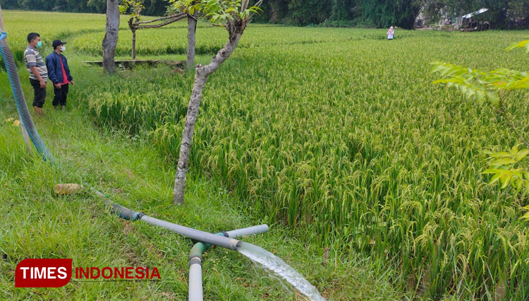 Petani-di-Desa-Tlogowaru-Tuban-a.jpg