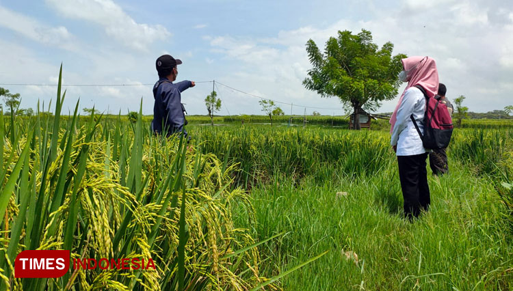 Petani-di-Desa-Tlogowaru-Tuban-b.jpg