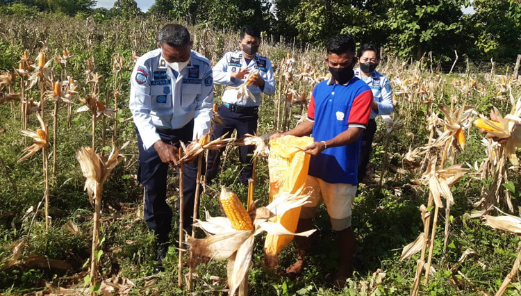Panen-jagung-2.jpg