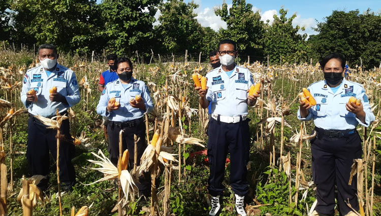Panen perdana jagung lamuru di Lahan SAE Lapas Baa, Sabtu (5/3/2022). (foto: dok Lapas Baa)