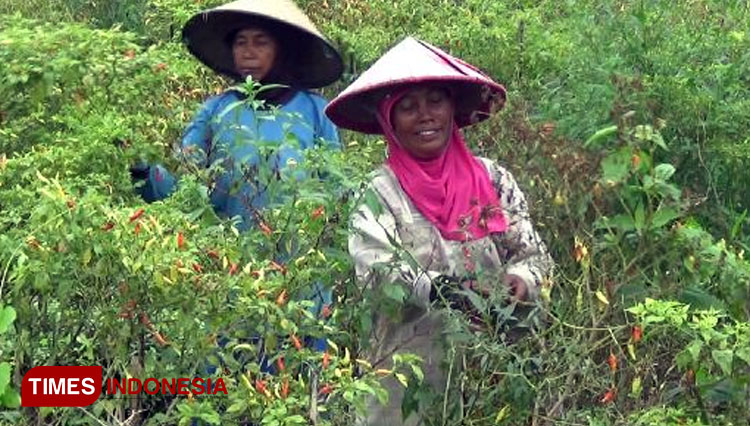 Cabai Rawit Mulai Mahal Lagi, Petani dan Pedagang di Probolinggo Ungkap Penyebabnya