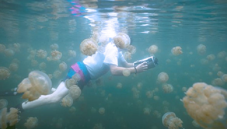 Jellyfish-Lake-2.jpg