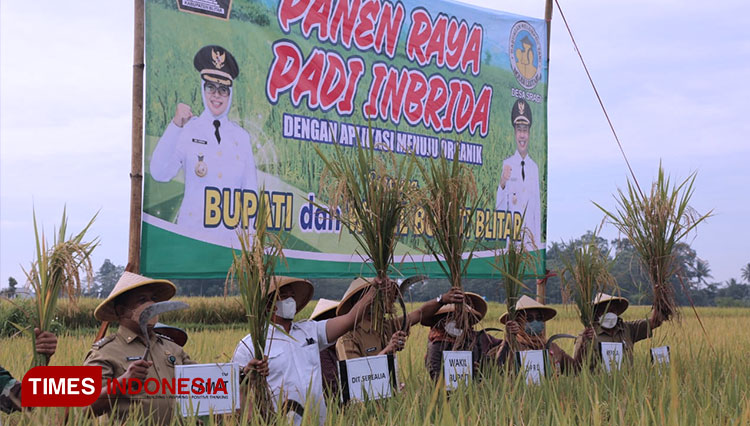 Wakil Bupati Blitar Rahmat Santoso memimpin panen raya Padi Inbrida Nutrisi Bio Saka di desa Sragi Kecamatan Talun Kabupaten Blitar, Selasa (29/3/2022). (Foto: Sholeh/ TIMES Indonesia)