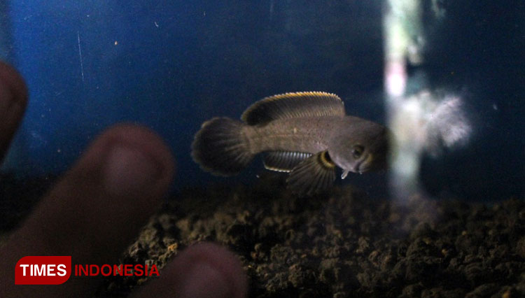 ikan-Channa.jpg