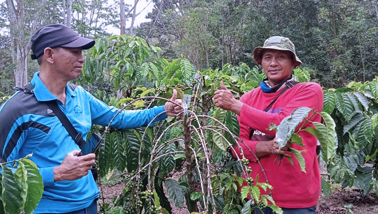 Penyuluh saat melihat kondisi tanaman kopi yang baru disambung pucuk oleh petani. (Foto : Asnadi/Times Indonesia)