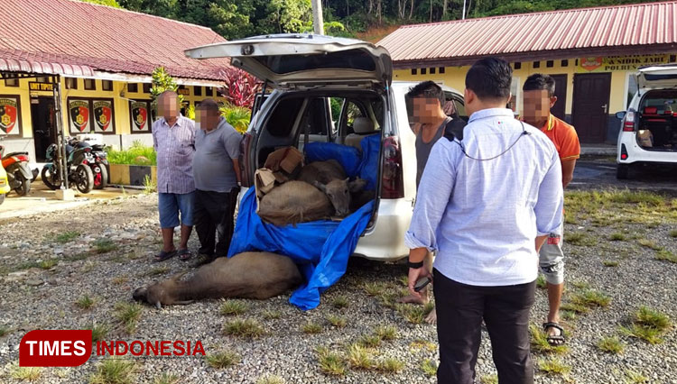Pencuri Ternak Lintas Kabupaten Angkut Kerbau dengan Toyota Innova