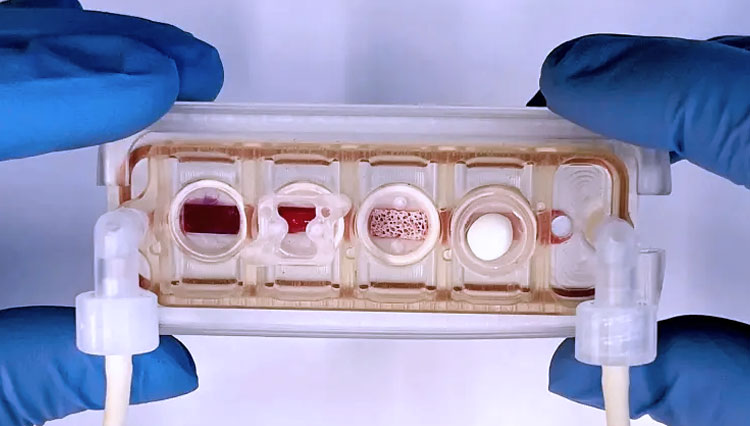 Kloning organ manusia yang dijalankan dengan chip. (FOTO: Columbia Engineering / SWNS)
