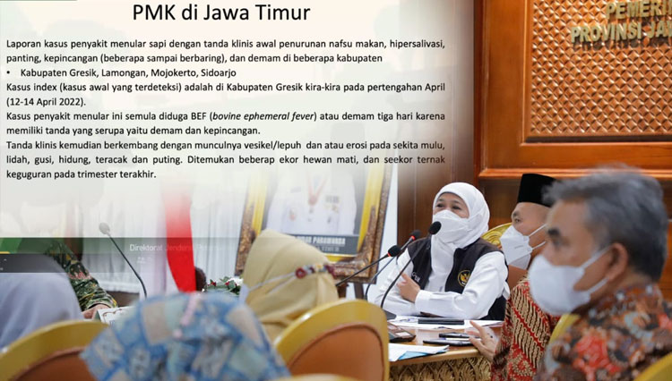 Temuan Penyakit Ternak Di 4 Kabupaten Gubernur Jatim Khofifah