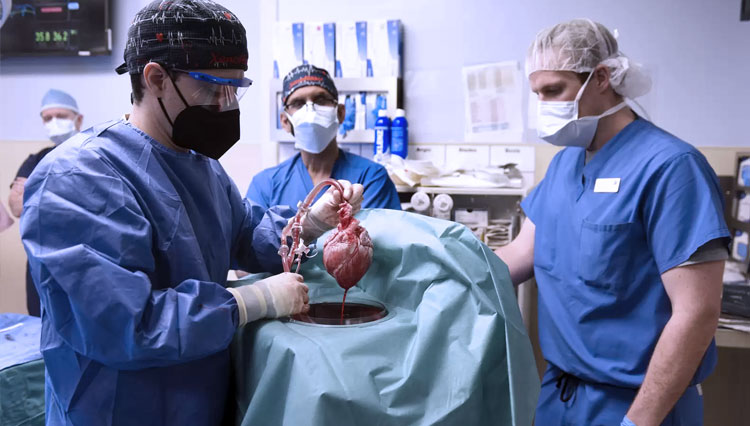 Ilmuwan Temukan Virus pada Jantung Babi yang Ditransplantasi ke Manusia   