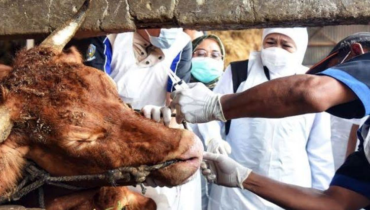Penyakit mulut dan kuku yang menyerang sejumlah hewan ternak di Jawa Timur. (FOTO: Antara)