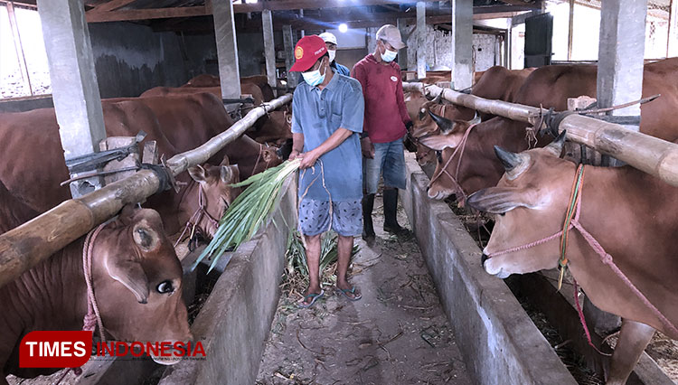 DPKH Kabupaten Probolinggo: Sapi yang Terinfeksi PMK Tetap Bisa Dikonsumsi, Ini Syaratnya