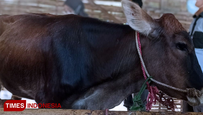 Salah satu ternak milik warga Bondowoso diperiksa karena terdapat gejala PMK (FOTO: Moh Bahri/TIMES Indonesia)