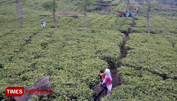 Sadarehe Majalengka Offers a clean Fresh Air of Tea Farm