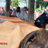Cegah Wabah PMK, Pemkot Probolinggo Minta Peternak Tak Beli Sapi di Pasar