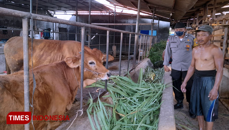 Aiptu Casmudin, Bhabinkamtibmas Debong Tengah saat lakukan pemantauan peternak sapi, (FOTO: Humas Polres Tegal For TIMES Indonesia)