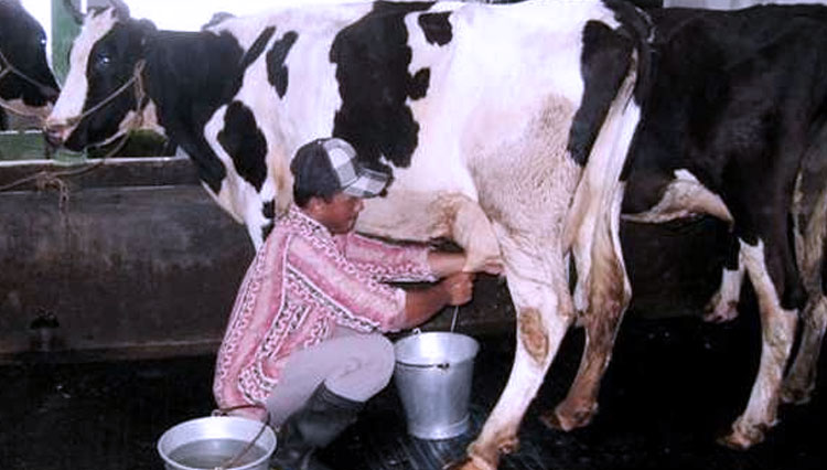 Petugas tengah memeras sapi perah di KUD Argopuro Krucil, Kabupaten Probolinggo. (Foto: Kominfo)