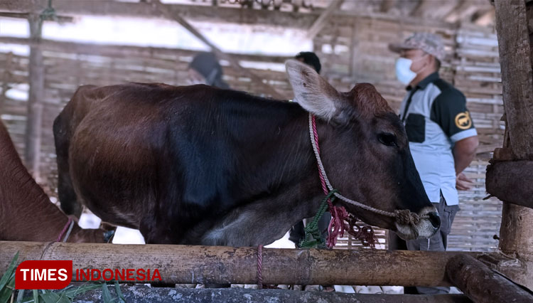 Peternak sapi pedaging di Bondowoso. (foto: Moh Bahri/TIMES Indonesia)