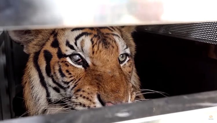 Nasib Memprihatinkan Satwa Liar di Phuket Zoo Thailand Akibat Pandemi