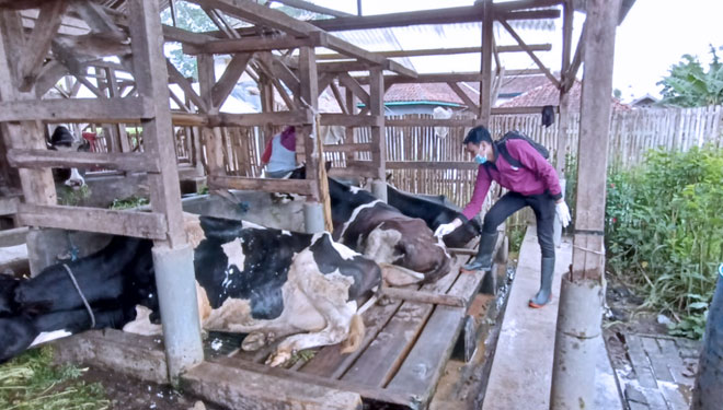 Tangani Wabah PMK, Pemerintah Pusat Terbitkan Inmendagri No 31 Tahun 2022