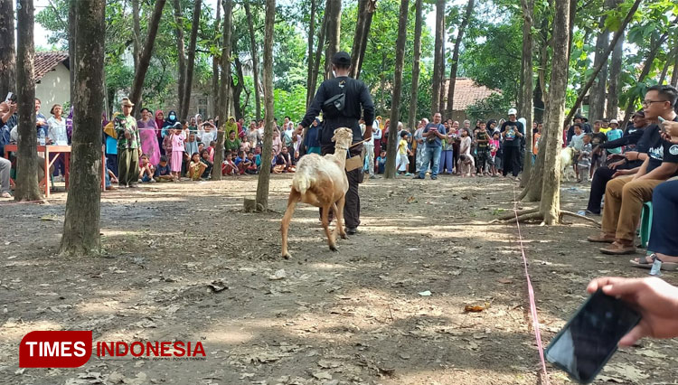 Ngamumule Ngarit di Majalengka, Kambing Jadi Model