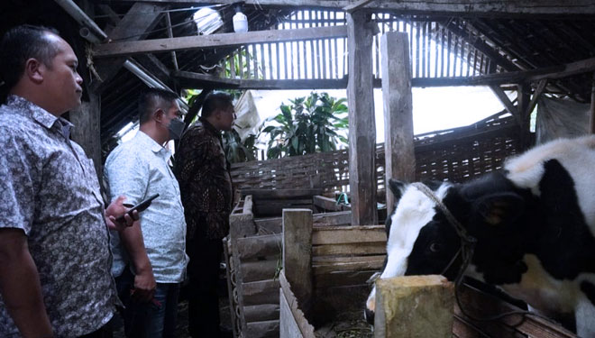 Kian Mengkhawatirkan, 5 Ribu Hewan Ternak di Kabupaten Malang Terpapar PMK