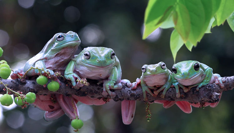 Populasi Katak Menurun di Australia, Ilmuwan Setempat Bangun Frog Hotel