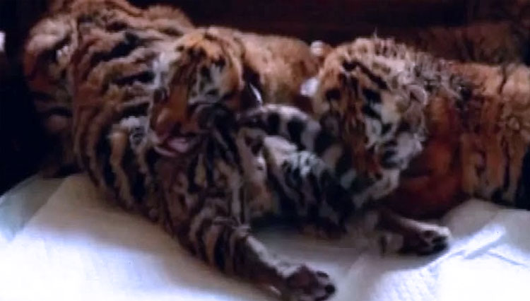 Harimau Siberia Langka Melahirkan Empat Ekor Anaknya di China