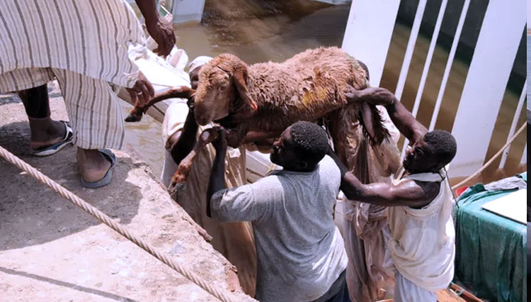 Penyelamatan-domba-yang-tenggelam-dari-dalam-kapal-karam-di-Sudan-2.jpg