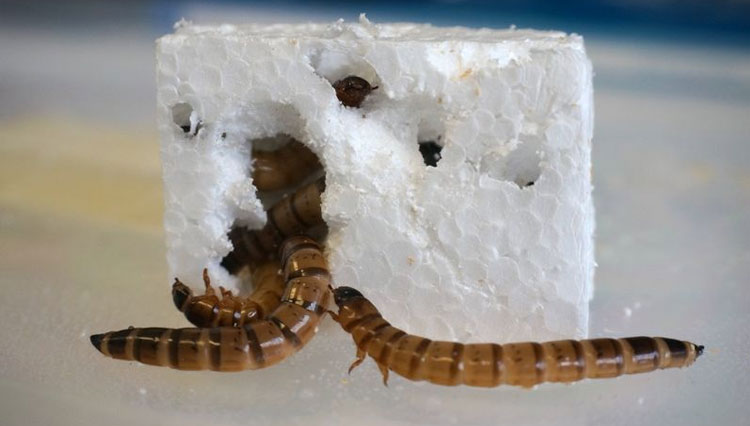 Solusi Sampah Plastik: Australia Miliki Larva Pemakan Styrofoam