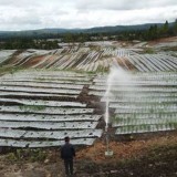 Kementerian PUPR RI Kembangkan Jaringan Irigasi Sprinkler di Food Estate NTT