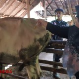 Gejala PMK Pada Sapi di Pangandaran Diduga Berasal dari Jawa Tengah