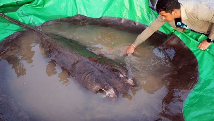 Ikan Pari Air Tawar Terbesar di Dunia Ditemukan di Sungai Mekong Kamboja