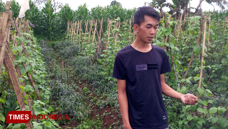 ‎Petani cabe, Andri memperlihatkan kebun cabe yang dicuri. (FOTO: Herik Diana/TIMES Indonesia)