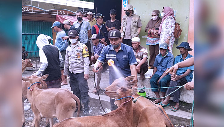 Petugas menyemprotkan cairan disinfektan ke arah sapi untuk mencegah PMK (FOTO: Diskominfo)