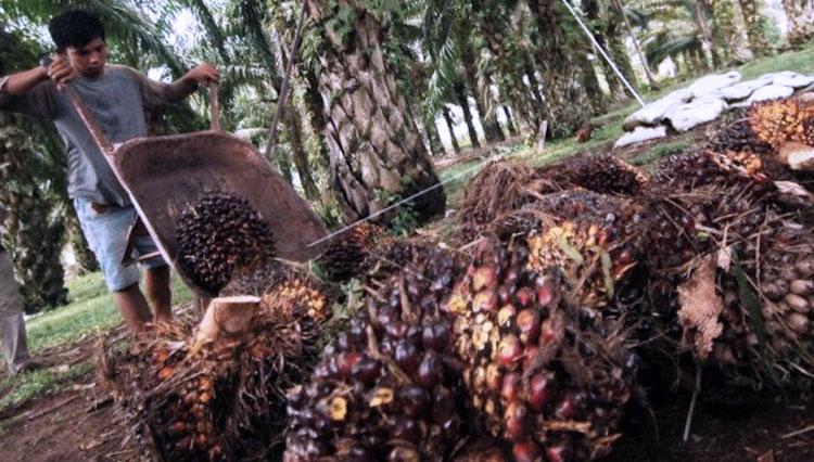 Petani memanen buah kelapa sawit di ladangnya, Nagari Tapakis, Padangpariaman, Sumbar. (ANTARA FOTO/Iggoy el Fitra)