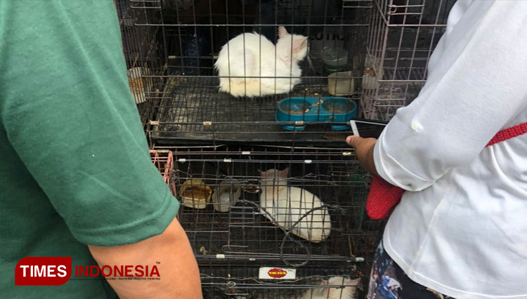 Terlihat sejumlah hewan jenis kucing yang diperdagangkan di Pasar Splendid Malang. (Foto: Rizky Kurniawan Pratama/TIMES Indonesia)