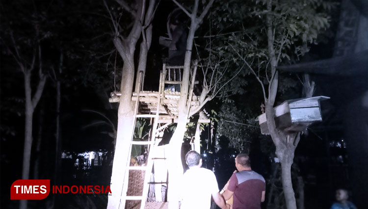 Perempuan Penjual Arak Bali di Paiton Digrebek, Sekardus Arak Ditemukan di atas Pohon