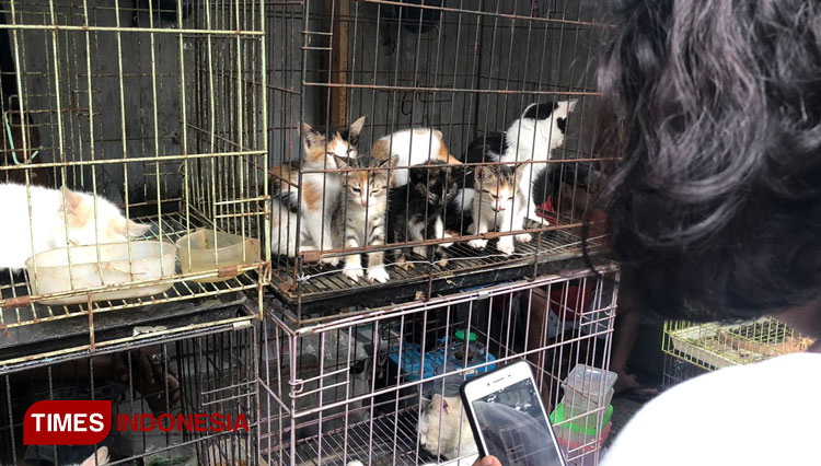 Sejumlah kucing yang diperjual belikan di kawasan Splendid Malang. (Foto: Rizky Kurniawan Pratama/TIMES Indonesia)