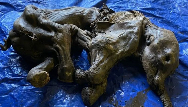 Bayi Mammoth Betina Berumur 30.000 Tahun Ditemukan di Amerika Utara