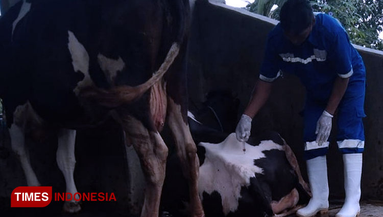 Petugas sedang memeriksa kesehatan sapi milik masyarakat (FOTO: Syamsul Ma'arif/TIMES Indonesia)
